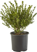 2.25 Gal Holly H393611