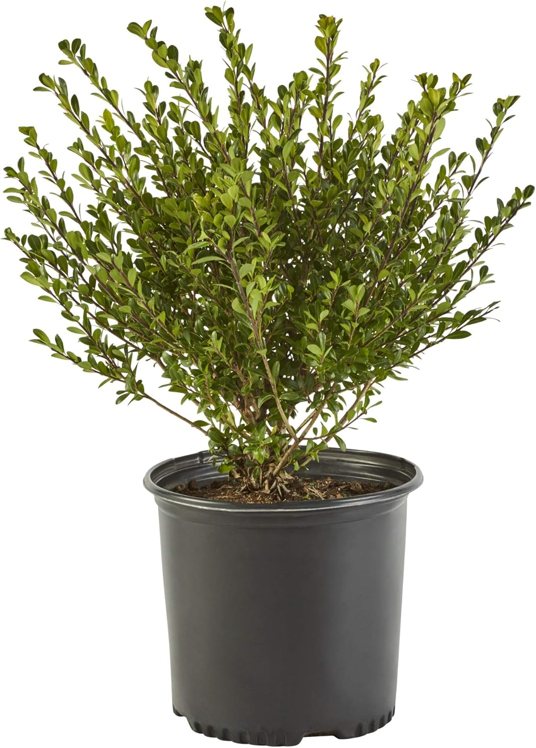 2.25 Gal Holly H393611