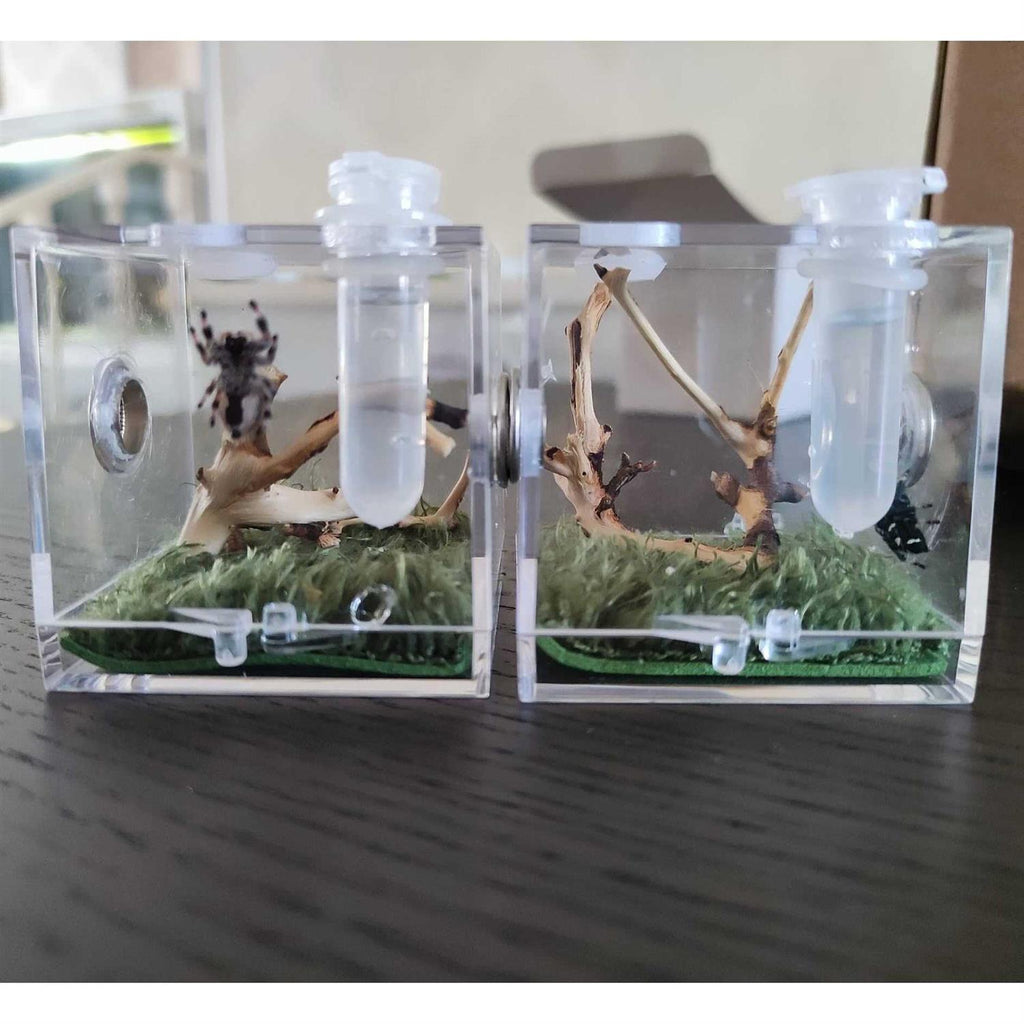 Spider Terrarium Acrylic Reptile Breeding Box with Dropper Tongs D573