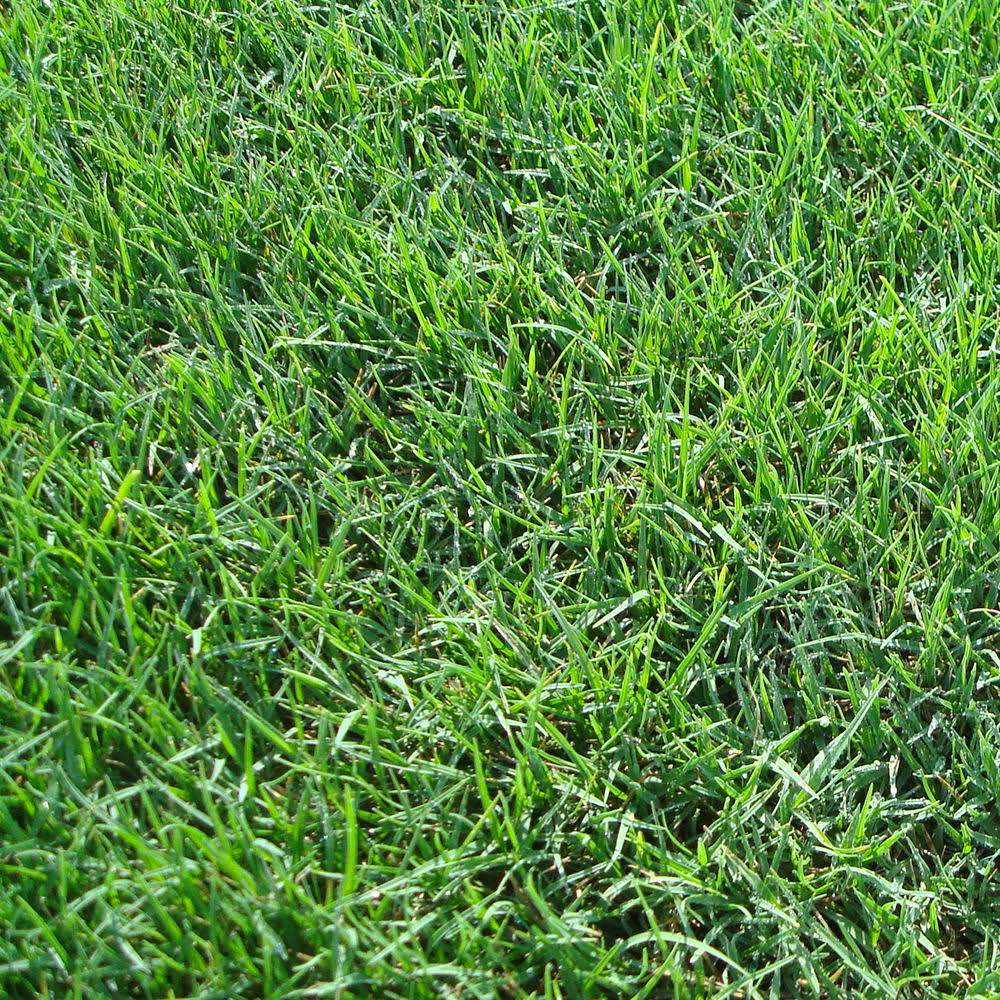 3x22 Grass Plugs 36 Count J778715