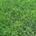 3x22 Grass Plugs 36 Count J778715