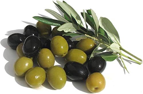 1 Live Olive Tree in Pot U5519
