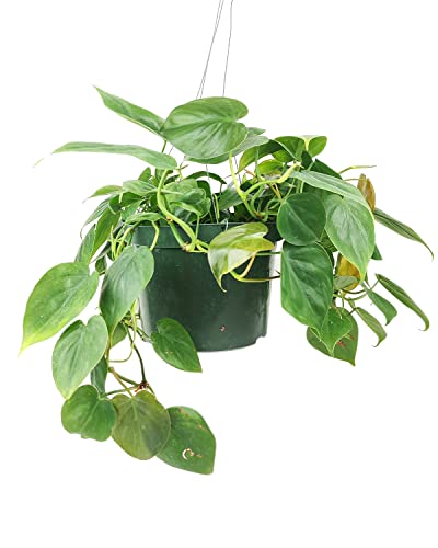 Philodendron Cordatum (4"/6" Pot) Houseplants D894648