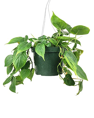 Philodendron Cordatum (4"/6" Pot) Houseplants D894648