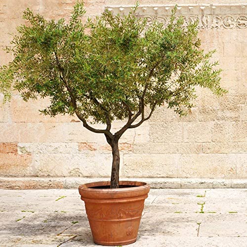 1 Live Olive Tree in Pot U5519