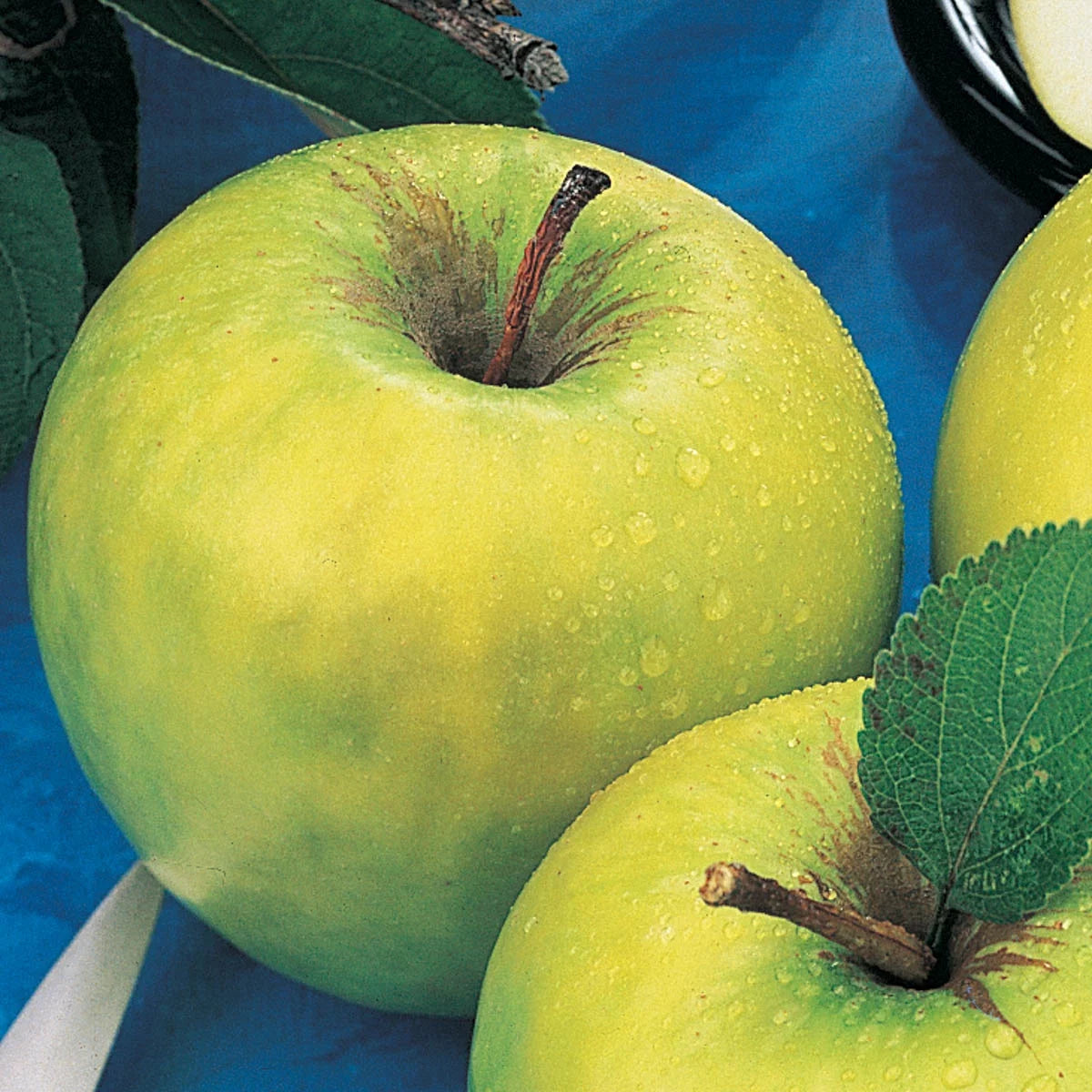 1-Pack Standard Dormant Bare Root Apple Tree I530366