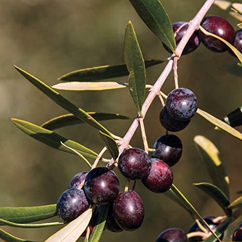 1 Live Olive Tree in Pot U5519