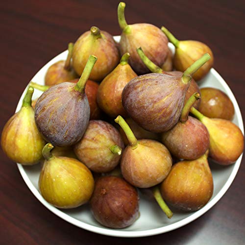 Brown Turkey Fig Tree Live Plant, 3 Gallon D284481