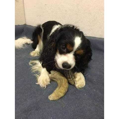 Small Lamb Horn with Marrow Dog Chew P918