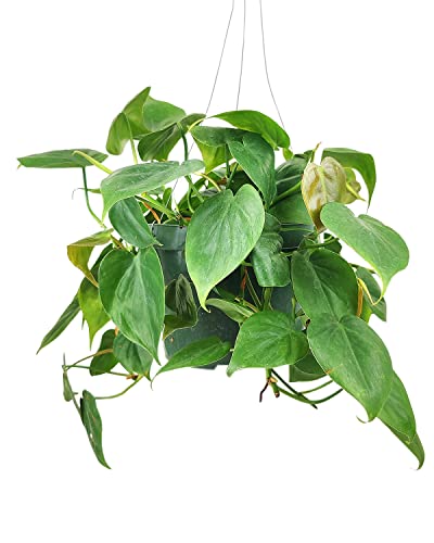 Philodendron Cordatum (4"/6" Pot) Houseplants D894648