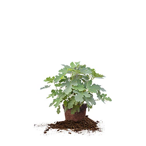 Brown Turkey Fig Tree Live Plant, 3 Gallon D284481