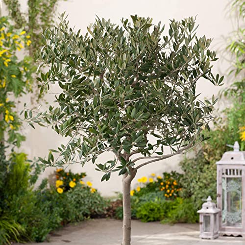 1 Live Olive Tree in Pot U5519