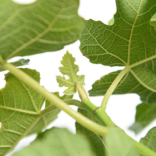 Brown Turkey Fig Tree Live Plant, 3 Gallon D284481