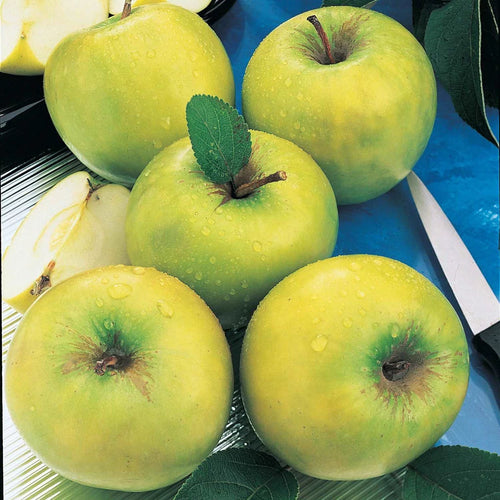 1-Pack Standard Dormant Bare Root Apple Tree I530366