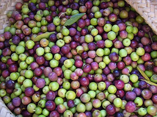 1 Live Olive Tree in Pot U5519