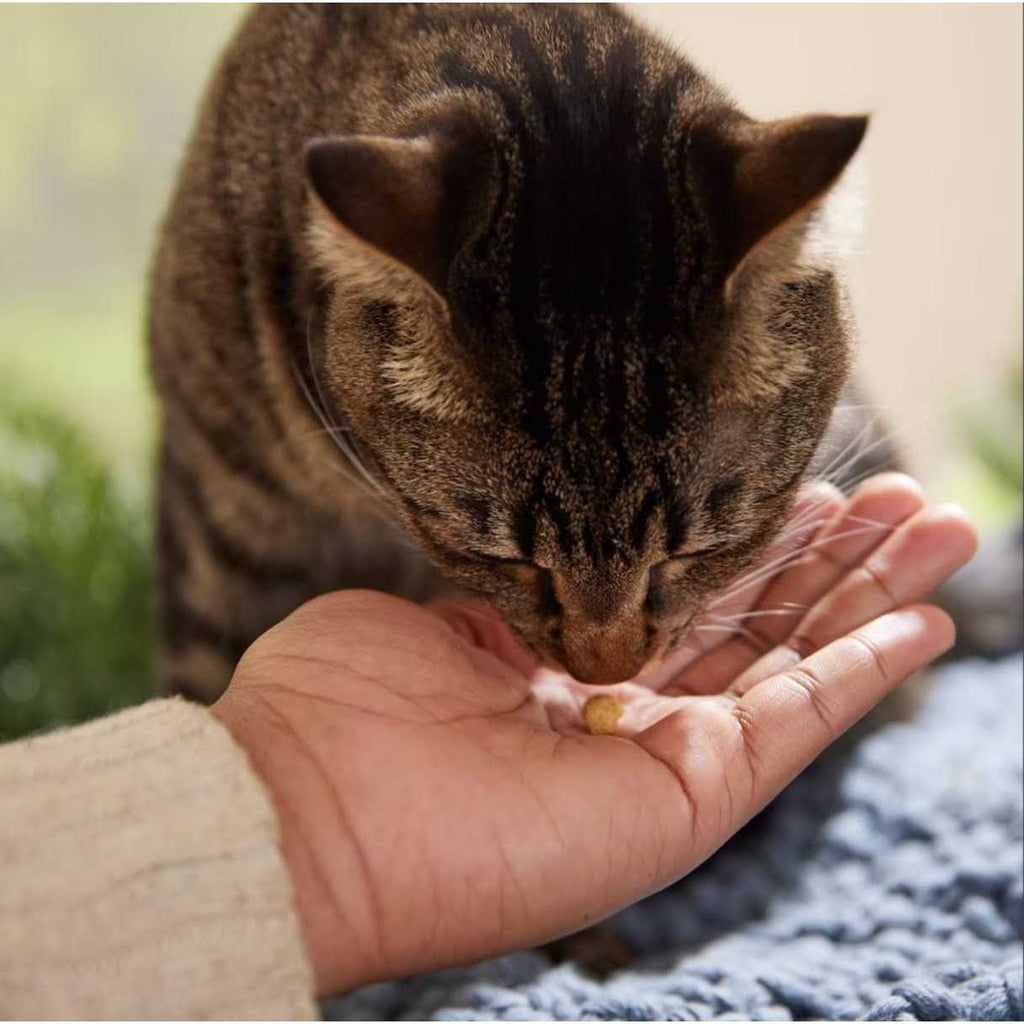 Protein Puffs Cat Treats S135866