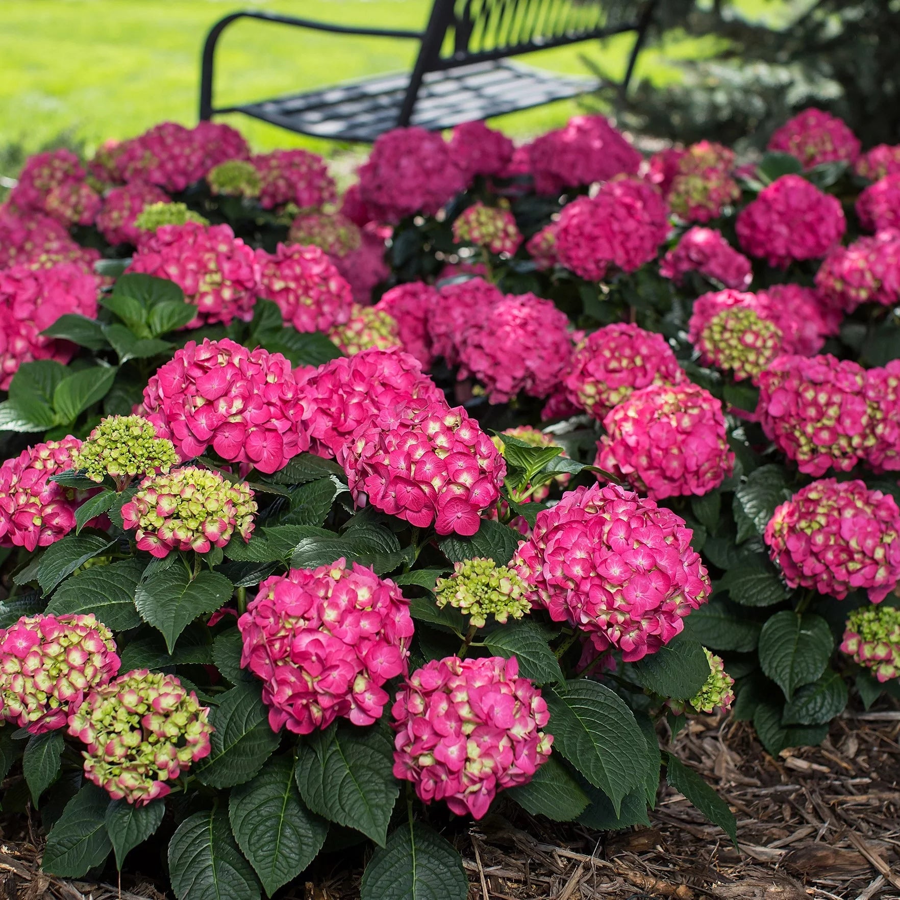3 Gal Flowering Shrub Outdoor Plant B669