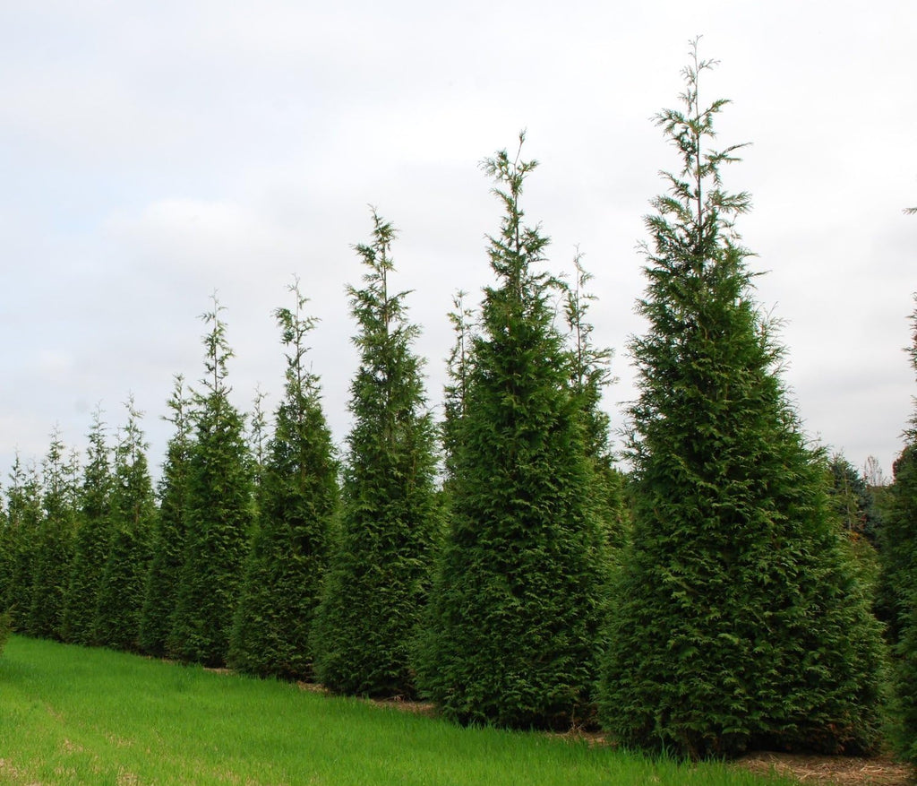 40 Live Trees Evergreen Privacy A4450