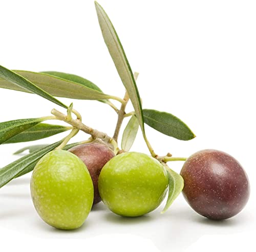 1 Live Olive Tree in Pot U5519