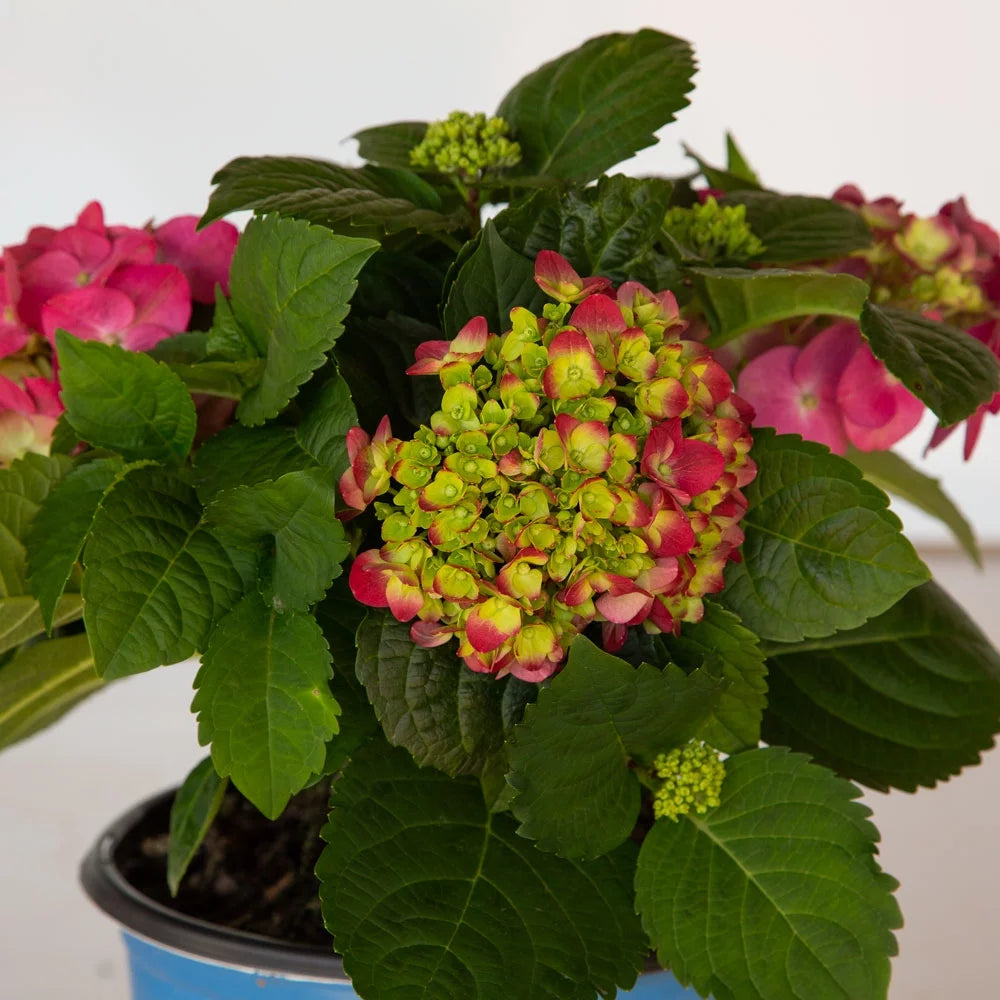 3 Gal Flowering Shrub Outdoor Plant B669