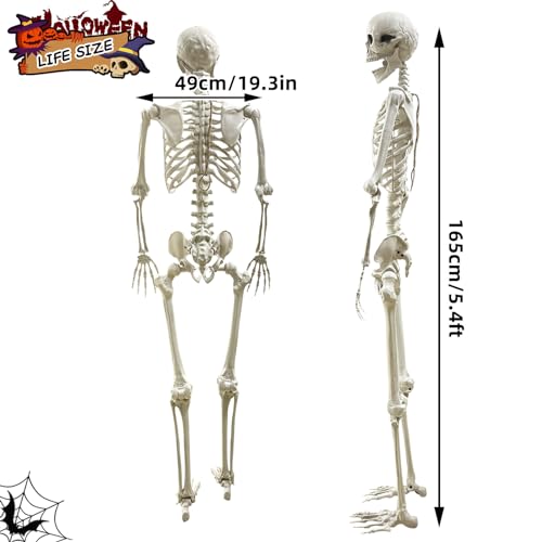 5.4Ft Poseable Plastic Human Skeletons J2425
