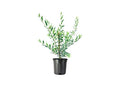 1 Live Olive Tree in Pot U5519