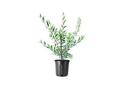 1 Live Olive Tree in Pot U5519