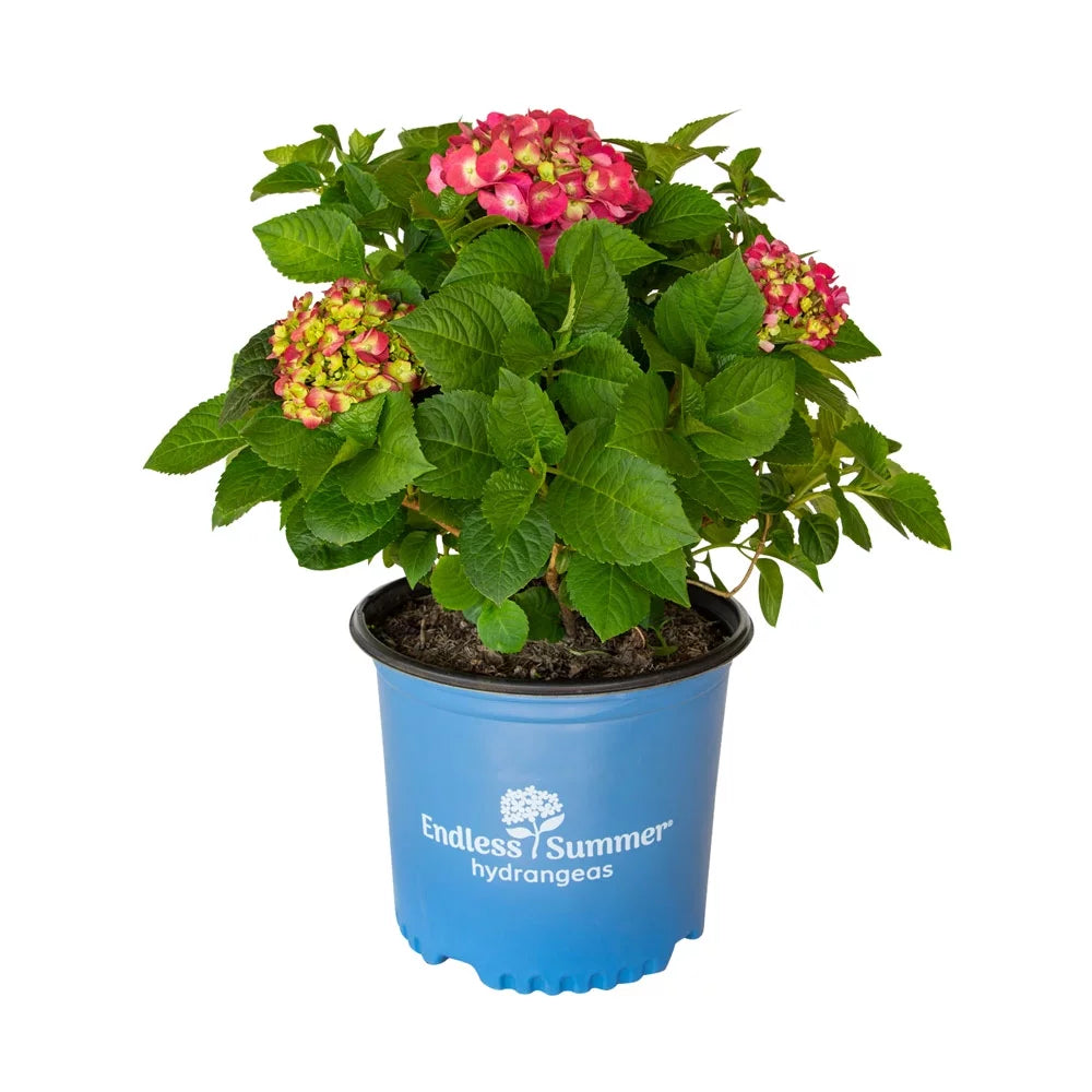 3 Gal Flowering Shrub Outdoor Plant B669