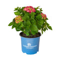 3 Gal Flowering Shrub Outdoor Plant B669