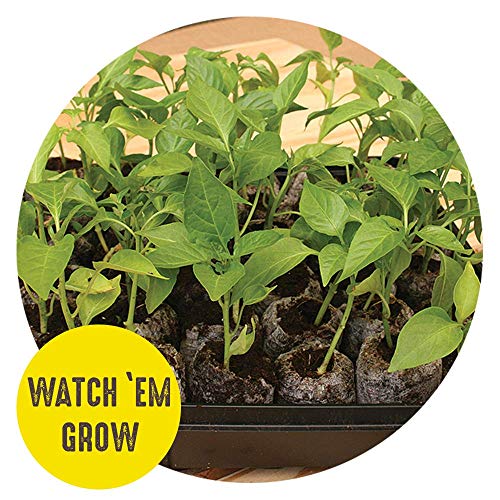 36 Cell 36mm Peat Pellets Seed Starting Tray Kit, 3 Pack G5206