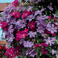1 qt. Multicolor Clematis Perennial Plants E256