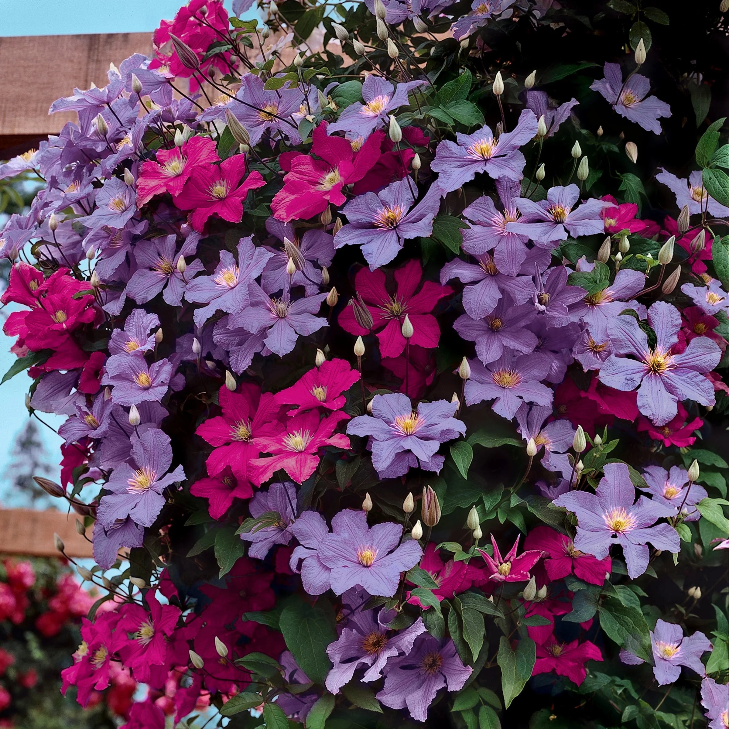 1 qt. Multicolor Clematis Perennial Plants E256