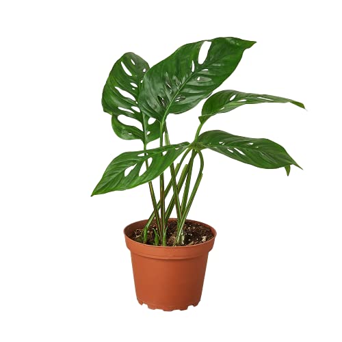 Monstera Adansonii in 4" Pot U888686