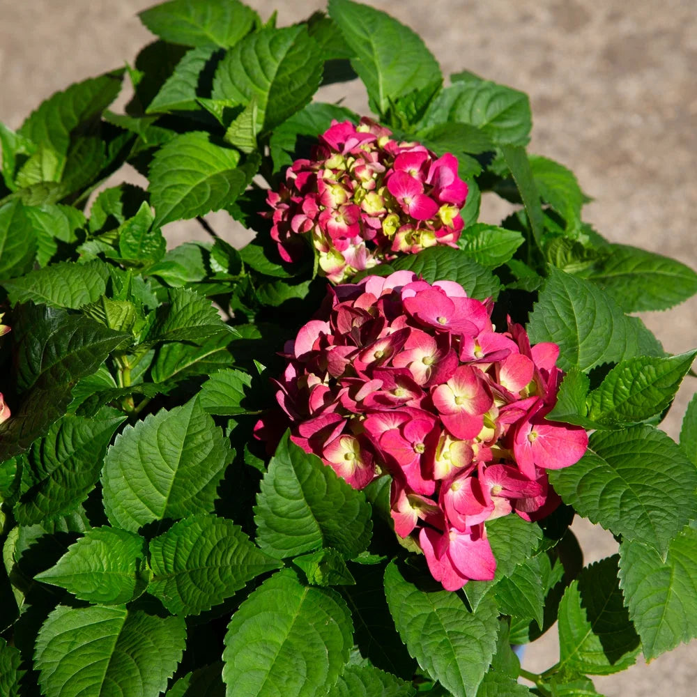 3 Gal Flowering Shrub Outdoor Plant B669