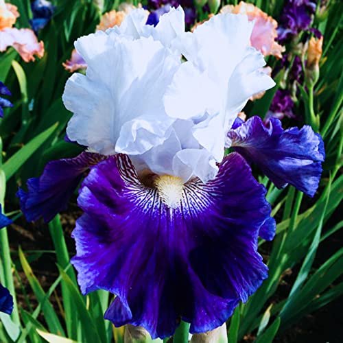 Bearded Iris Bulbs A87945