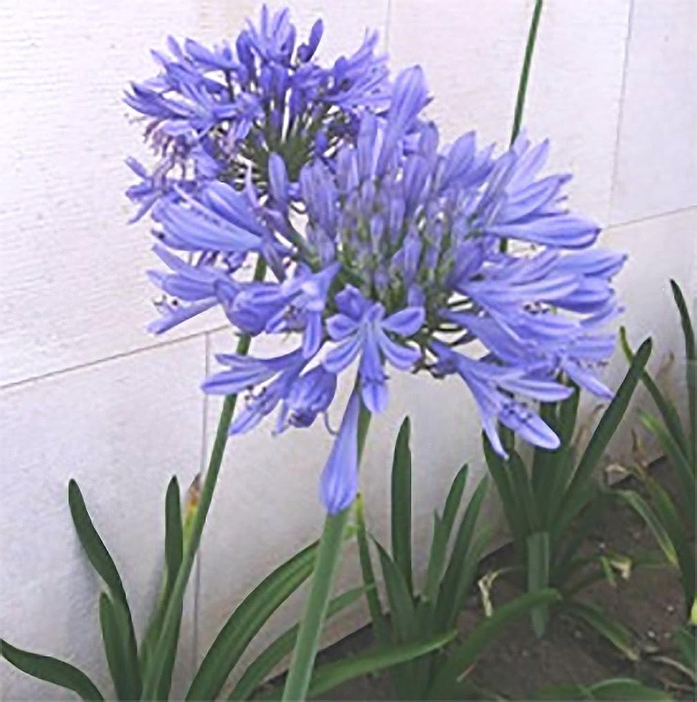 Blue Bare Root Agapanthus Plant B752562