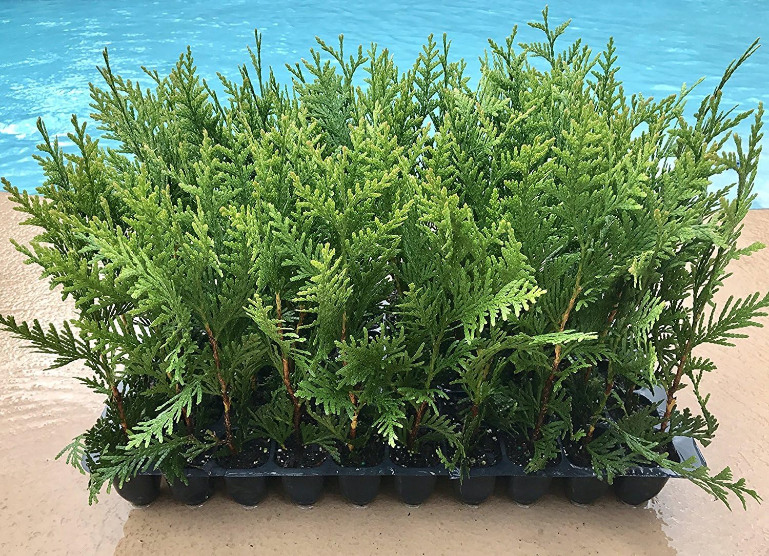 40 Live Trees Evergreen Privacy A4450