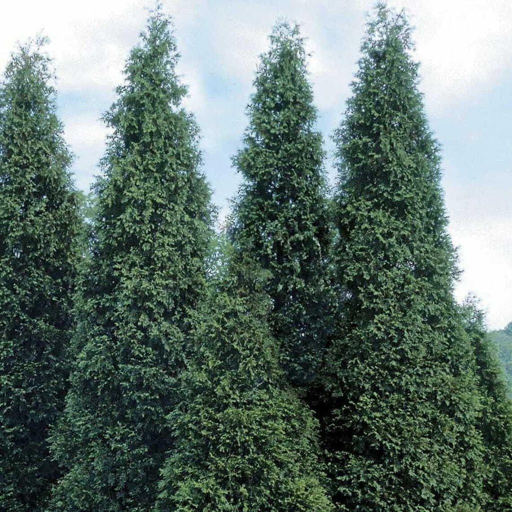5 Thuja Green Giant Arborvitae Trees - 6-12" Tall Seedlings - Live Plants - 2.5" Pots H652413