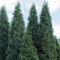 5 Thuja Green Giant Arborvitae Trees - 6-12" Tall Seedlings - Live Plants - 2.5" Pots H652413