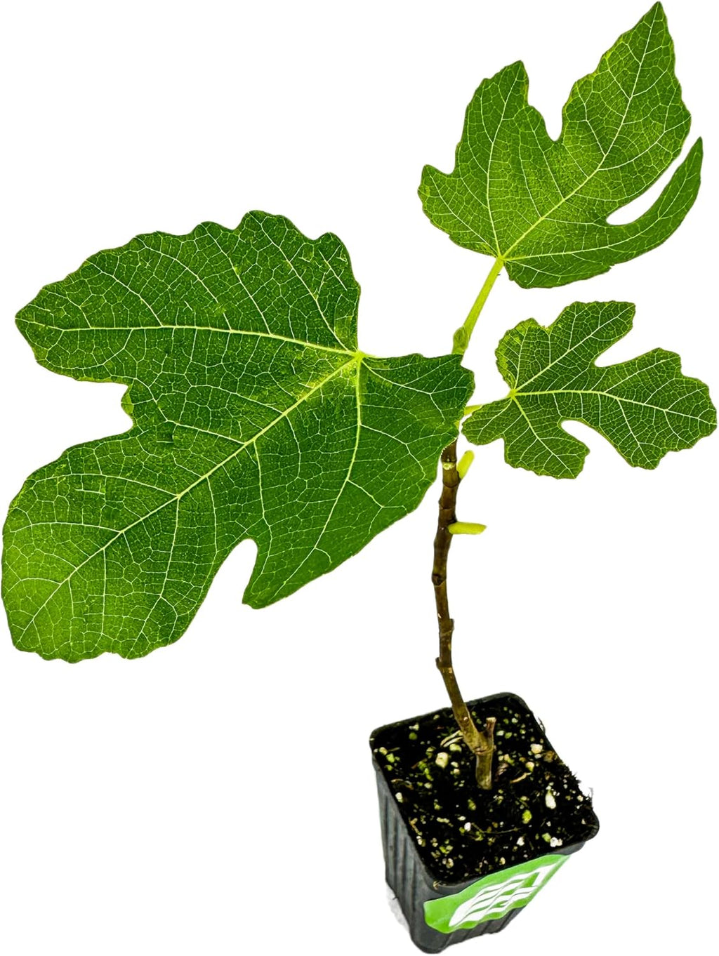 Brown Turkey Fig Self-Pollinating Fig Tree Q696