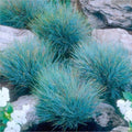 50 Seeds Blue Fescue Grass Seeds Ornamental Grass O287