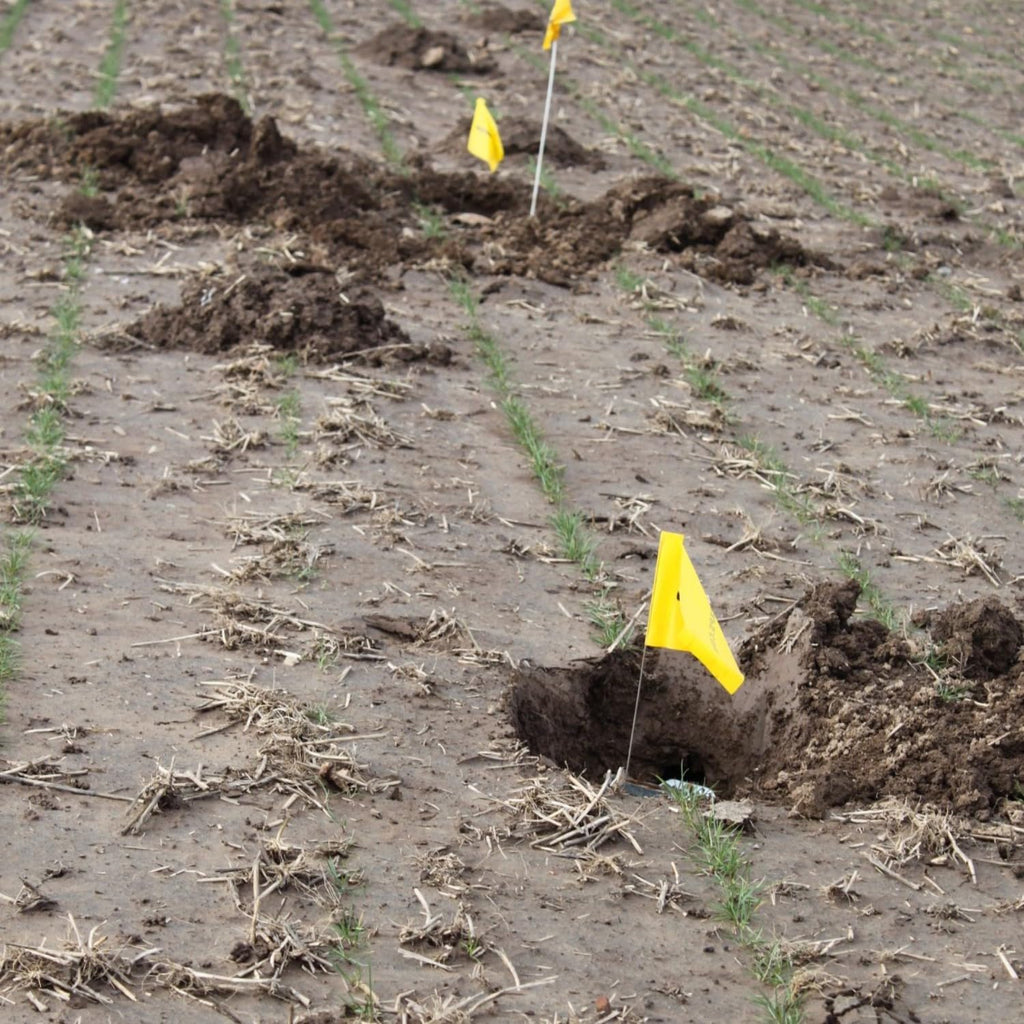 Medium Size Gopher Trap (3 Pack) Q21377