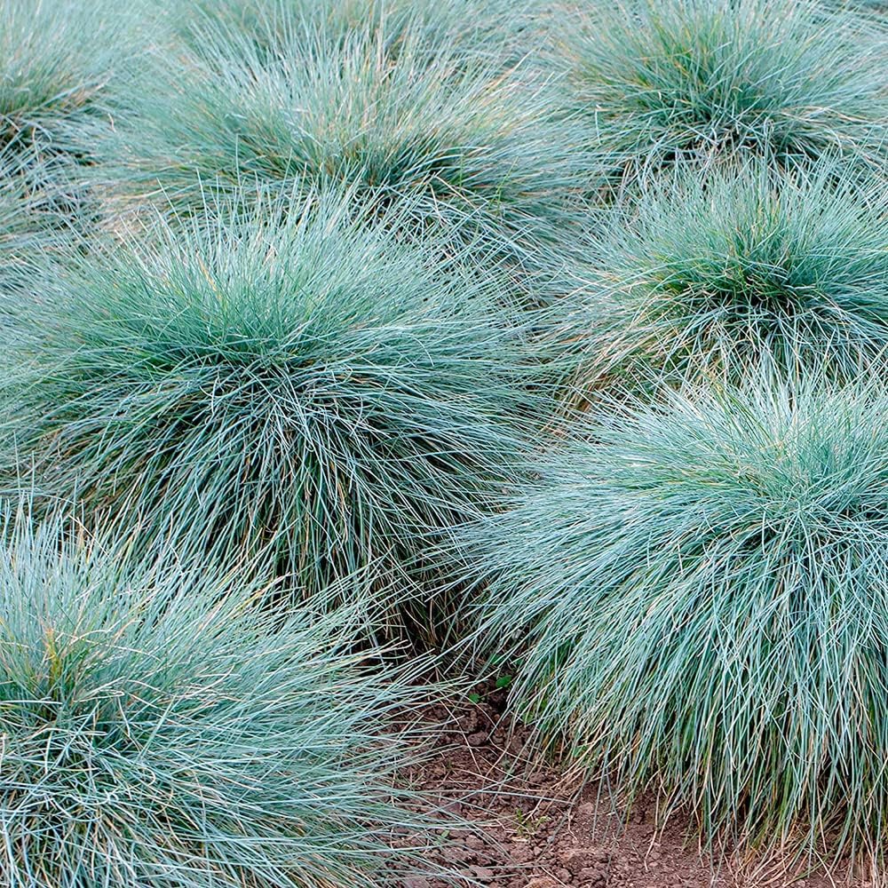50 Seeds Blue Fescue Grass Seeds Ornamental Grass O287