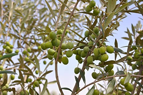 1 Live Olive Tree in Pot U5519