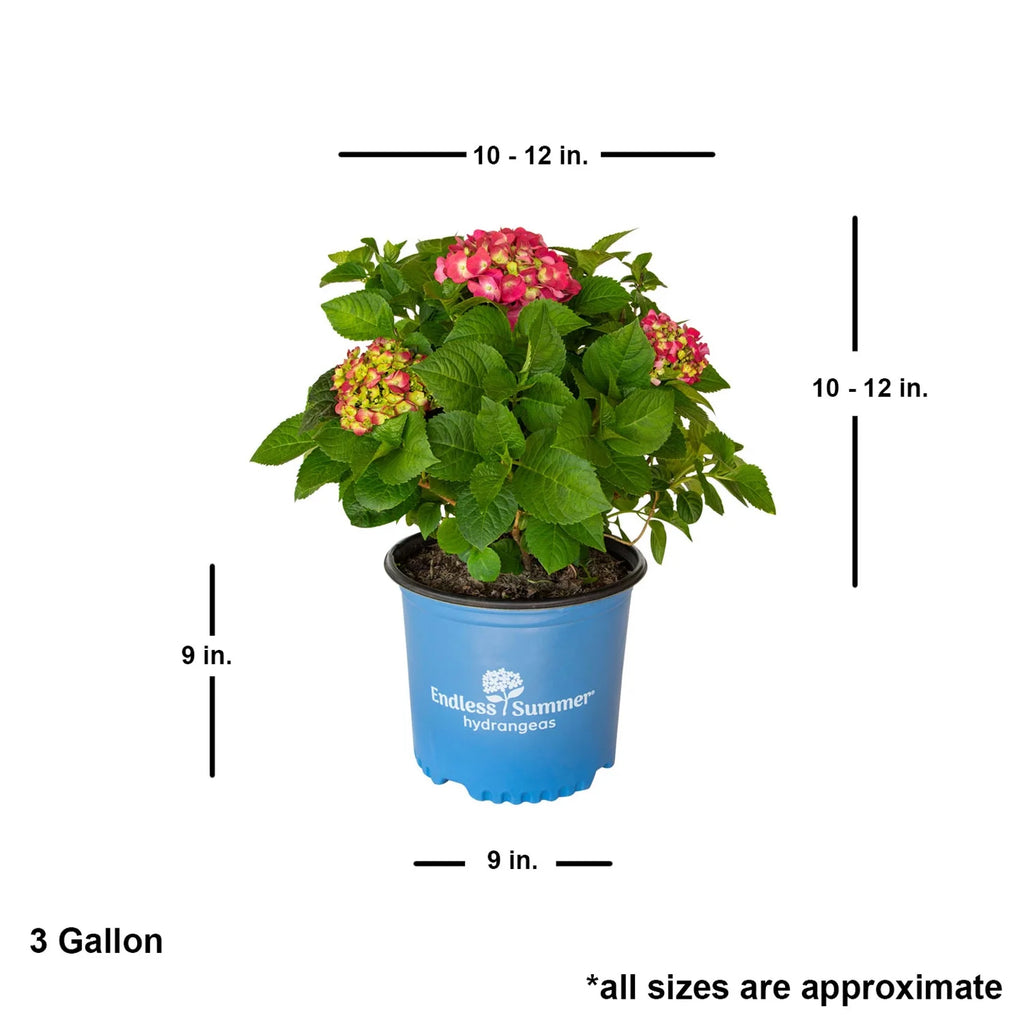 3 Gal Flowering Shrub Outdoor Plant B669