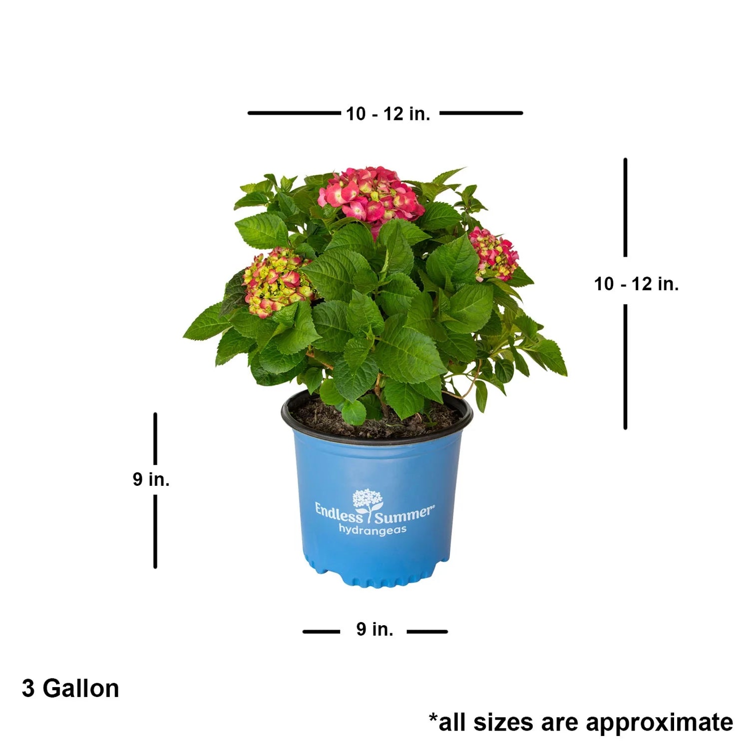 3 Gal Flowering Shrub Outdoor Plant B669