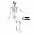 5.4Ft Poseable Plastic Human Skeletons J2425
