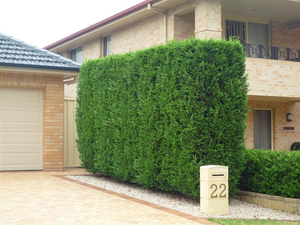 40 Live Trees Evergreen Privacy A4450
