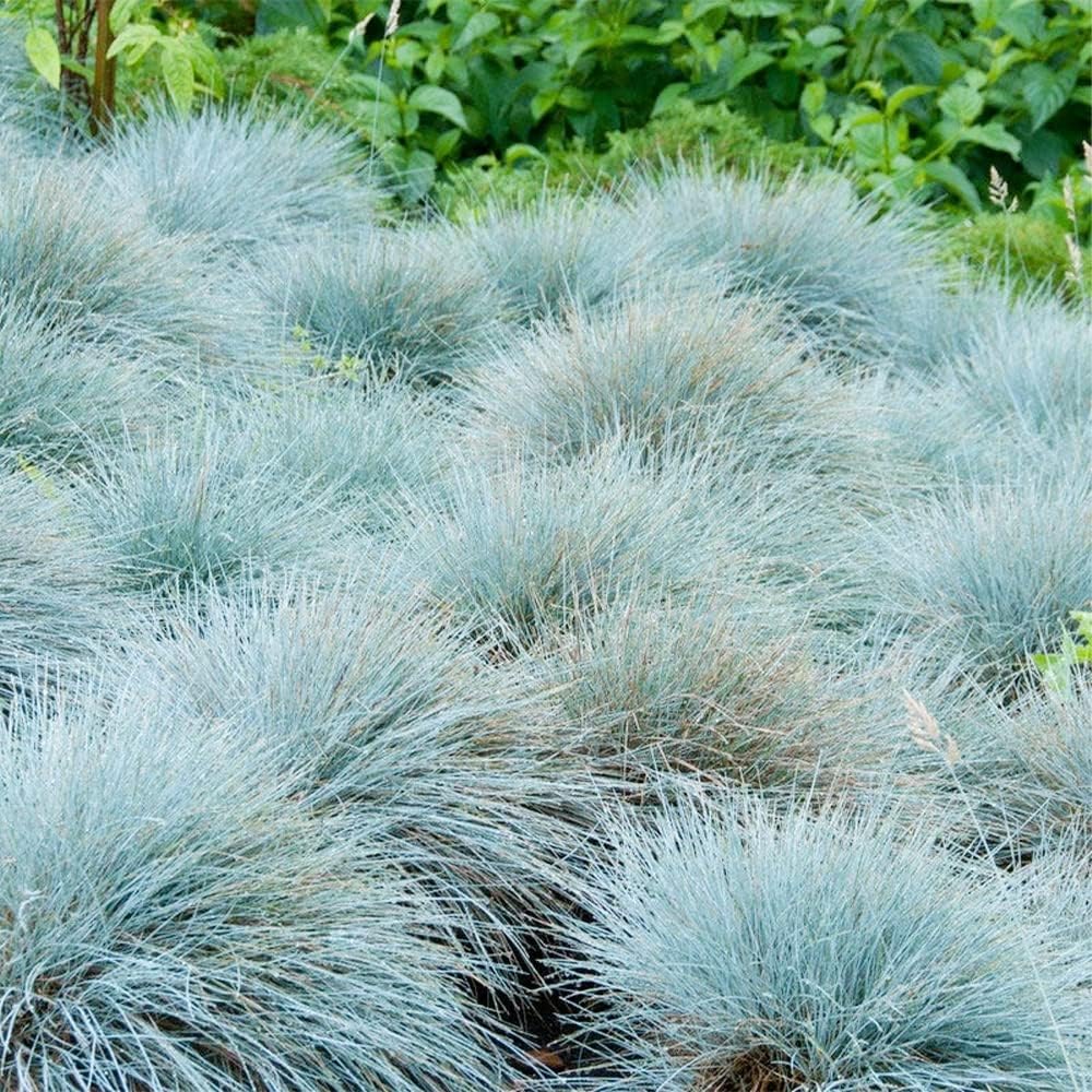 50 Seeds Blue Fescue Grass Seeds Ornamental Grass O287