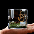 Spider Terrarium Acrylic Reptile Breeding Box with Dropper Tongs D573